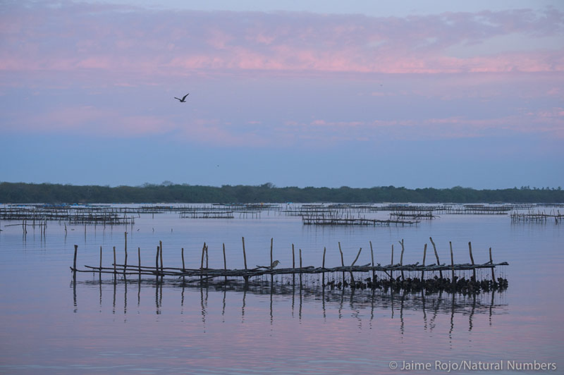 Oyster collecting platforms spread over a lagoon during sunset. 
