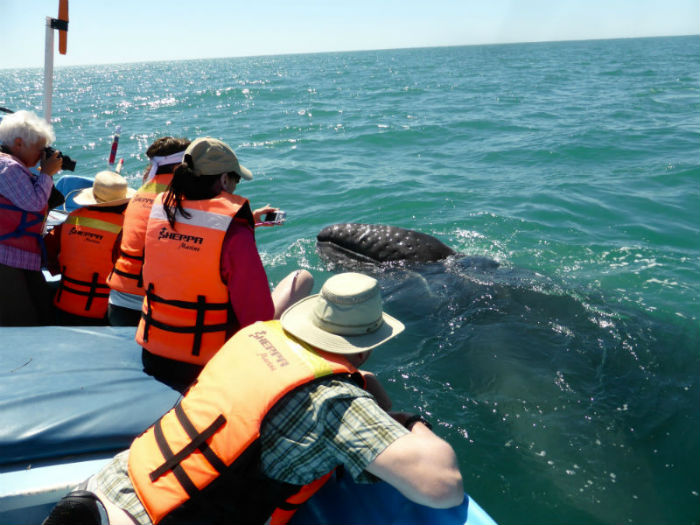 Ballenato se asoma y saluda a turistas. Crédito: Michael R. Perry.