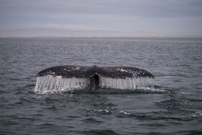 Avistamiento de ballena gris en Baja California Sur, México. Crédito: Christian Ramiro González Verón.
