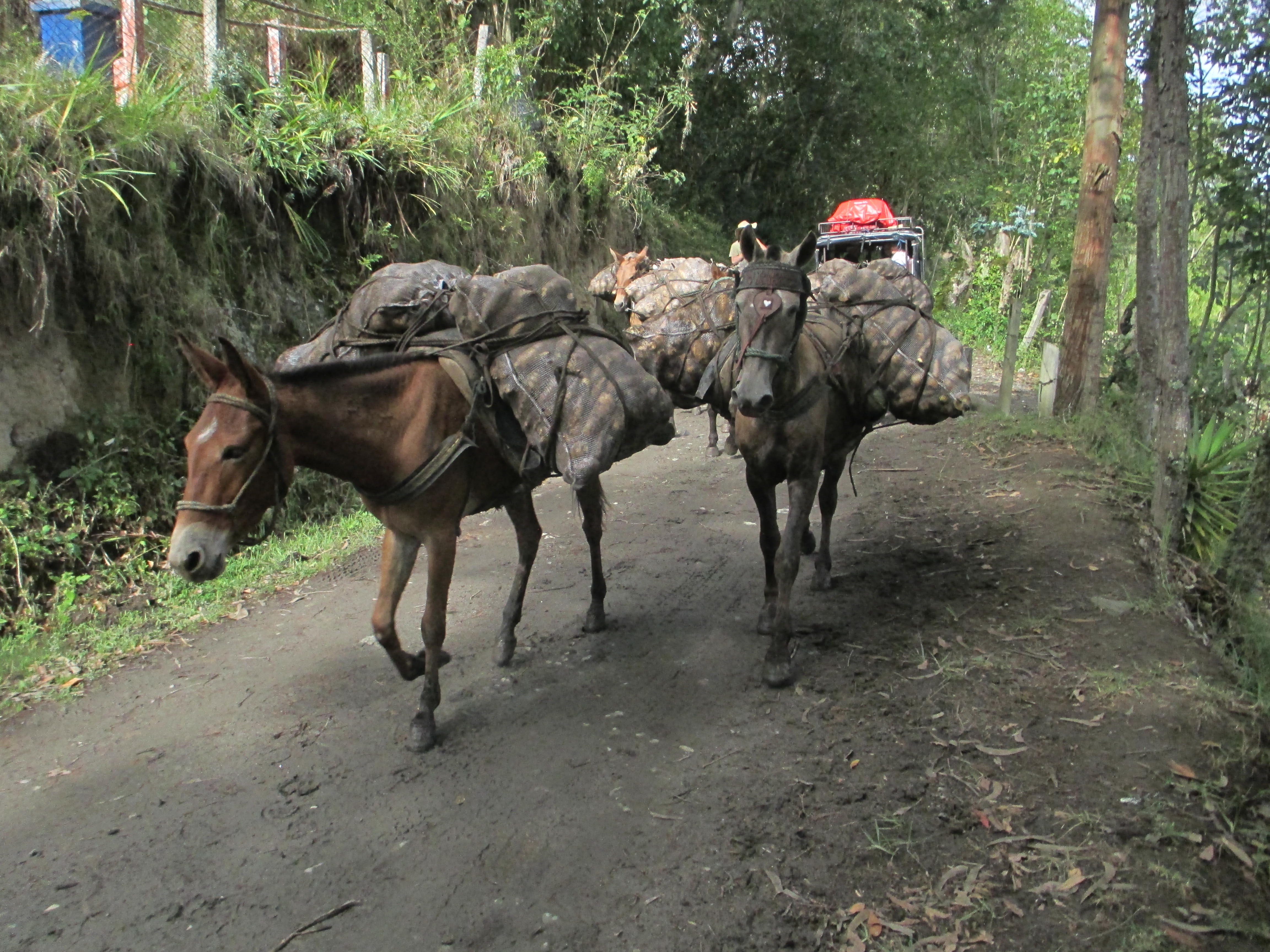 Cajamarca es un municipio de agricultura que depende de un ambiente sano.