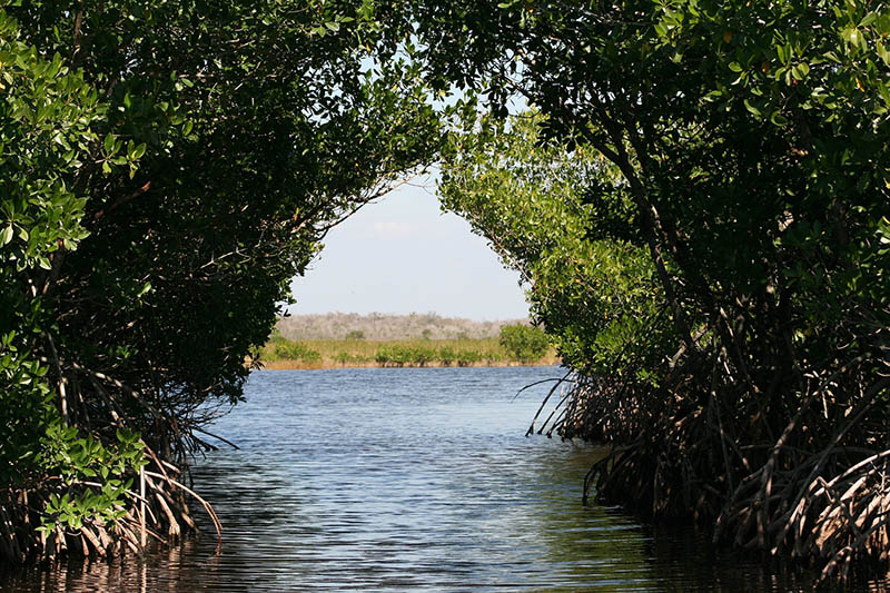 Looking through a mangrove canopy. 