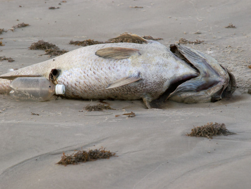 Pez muerto a causa de una marea roja. Crédito: Terry Ross/Flickr/Creative Commons.