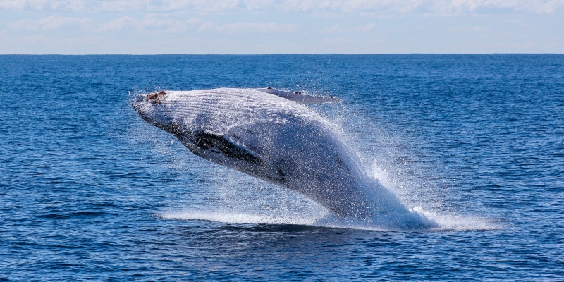 En las zonas formadas por la interacción de alta mar y las costas, se reproducen varias especies de cetáceos. En las zonas formadas por la interacción de alta mar y las costas, se reproducen varias especies de cetáceos.