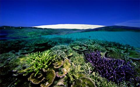 Crédito: David Doubilet /Earthjustice.org Crédito: David Doubilet /Earthjustice.org