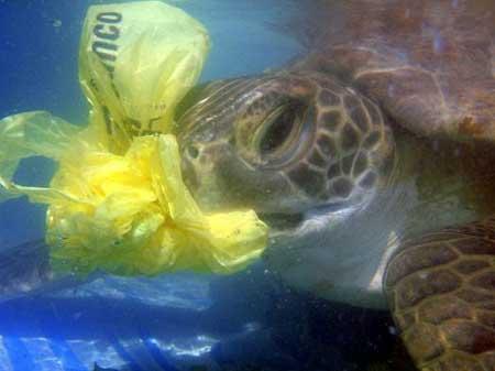 Foto: Tortuga marina comiendo una bolsa de plástico en Cerro Verde, Uruguay. Crédito: Alejandro Fallabrino/ Seaturtles.org Foto: Tortuga marina comiendo una bolsa de plástico en Cerro Verde, Uruguay. Crédito: Alejandro Fallabrino/ Seaturtles.org