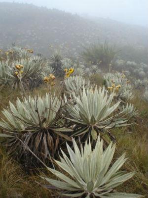 Photo: The Chingaza Natural National Park is an important páramo reserve (Colombia). Credit: Natalia Jiménez.  Photo: The Chingaza Natural National Park is an important páramo reserve (Colombia). Credit: Natalia Jiménez.