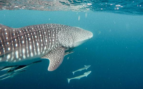 Ejemplar de tiburón ballena recorre aguas de alta mar