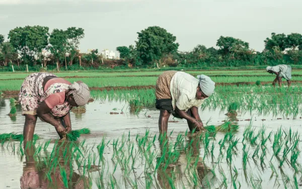 Mujeres agriculturas en plena cosecha