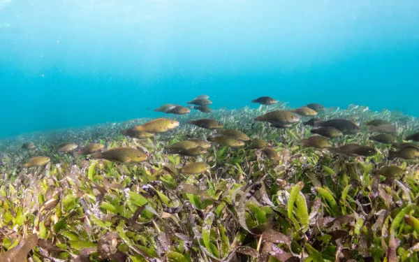 Peces nadan en praderas submarinas en alta mar