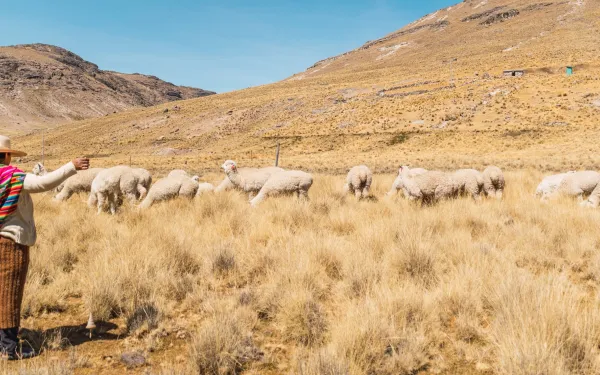 Mujer pastorea camélidos en una zona de los Andes de Perú