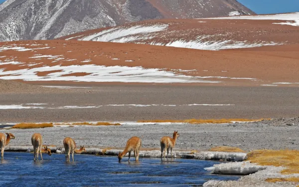 Un grupo de vicuñas bebe agua de un manantial en un paisaje de los Andes chilenos.