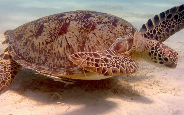 Tortuga marina en el fondo del océano
