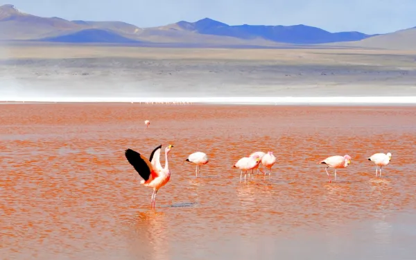 Flamingos in Laguna Colorada, Bolivia