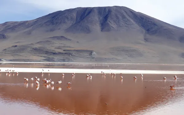 Flamencos en la Laguna Colorada, Bolivia