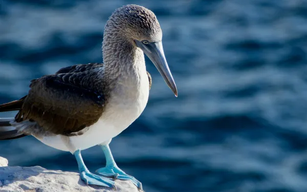 Ave en las Islas Galápagos, Ecuador