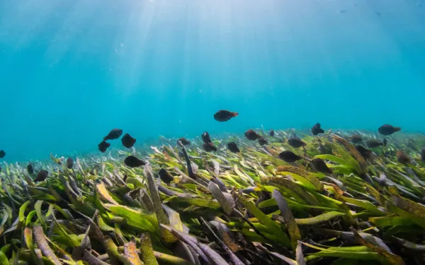 Pradera submarina en alta mar