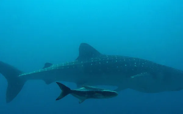 Tiburones ballenas recorren alta mar