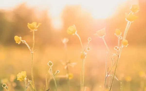 Flores en primavera.