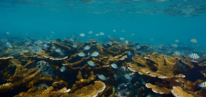 Coral ecosystem in the Gulf of Mexico. | Credit: Manuel Victoria.