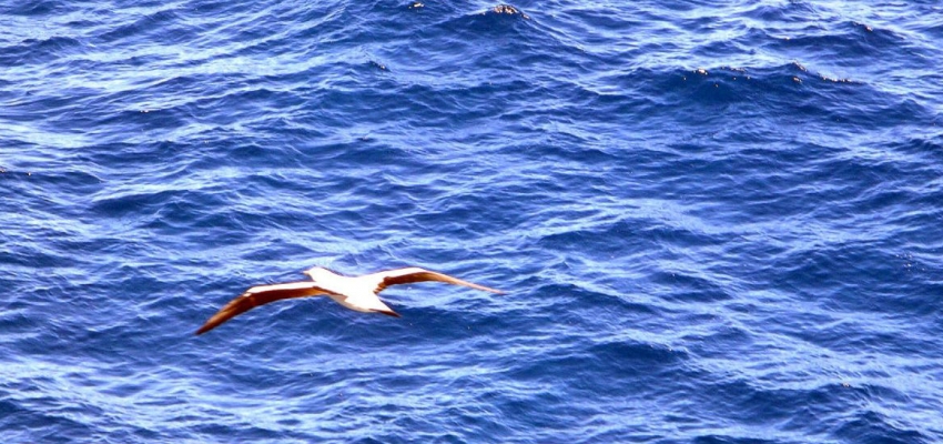 Alta mar