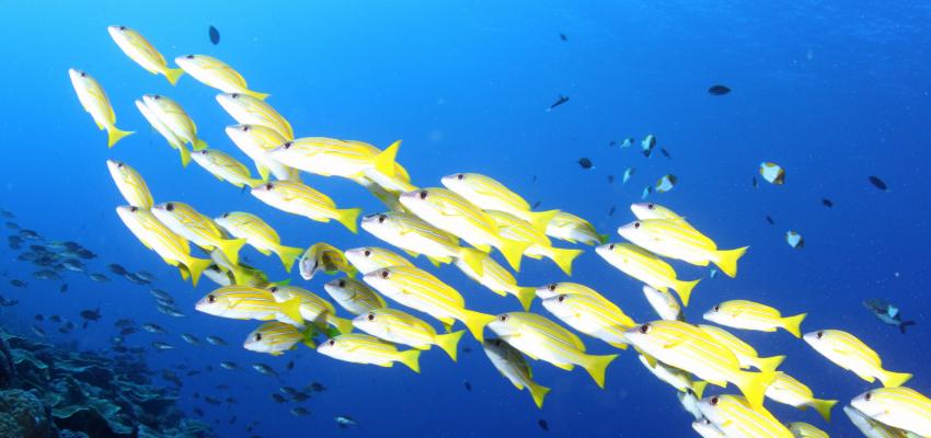 Marine biodiversity
