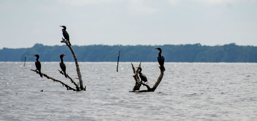 The Ciénaga Grande in Colombia