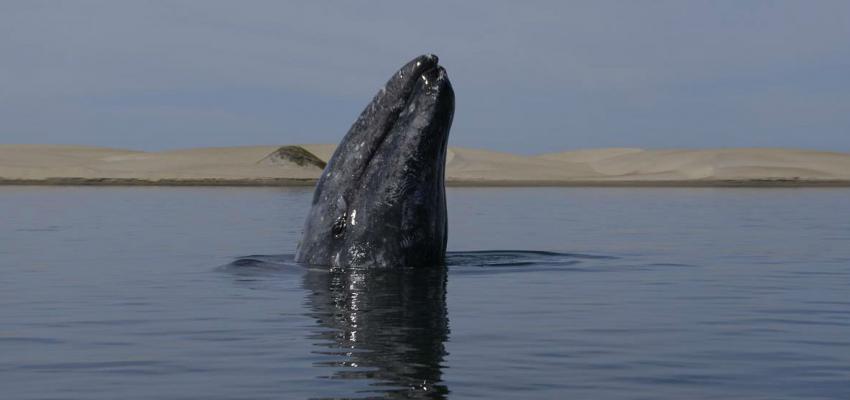 La mina Don Diego pone en peligro ecosistema marino en México