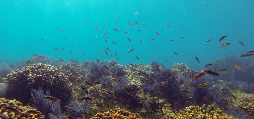 Cabo Pulmo National Park Snorkeling Tour Cabo Pulmo National Park Snorkeling Tour