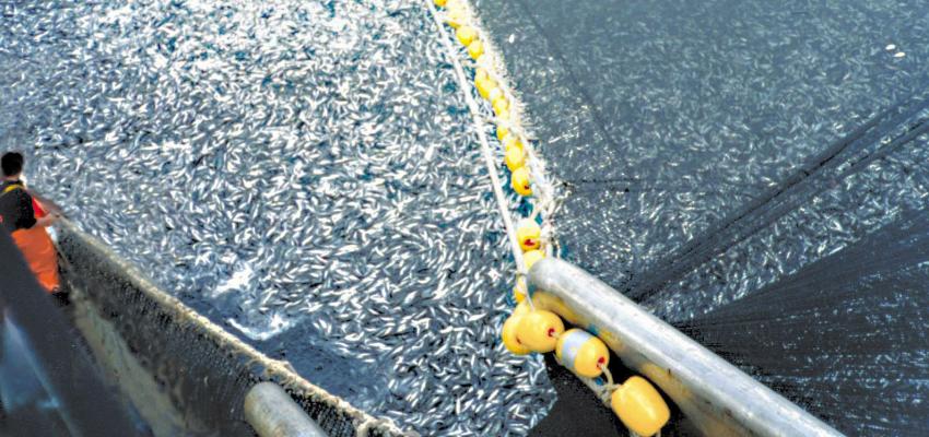 Captura de peces en un barco de cerco chileno