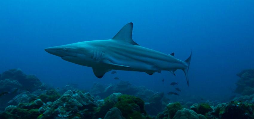 Tiburón nada en aguas de Costa Rica