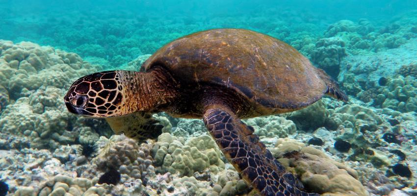 A green turtle swims over a coral reef. | Credit: Brocken Inaglory