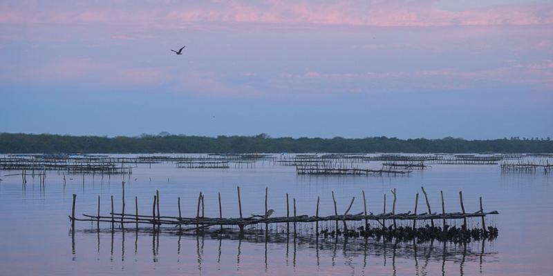 Comunidades locales cosechan ostras desde plataformas construidas en lagunas costeras. Crédito: Jaime Rojo / Natural Numbers. Plataformas de recolección de ostras distribuidas en una laguna al atardecer.