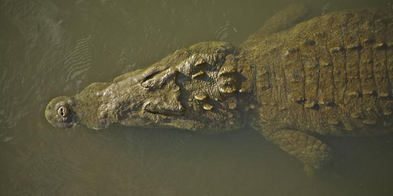 In the Tárcoles lives the largest American crocodile population in Costa Rica. | Credit: Vytautas Šėrys.