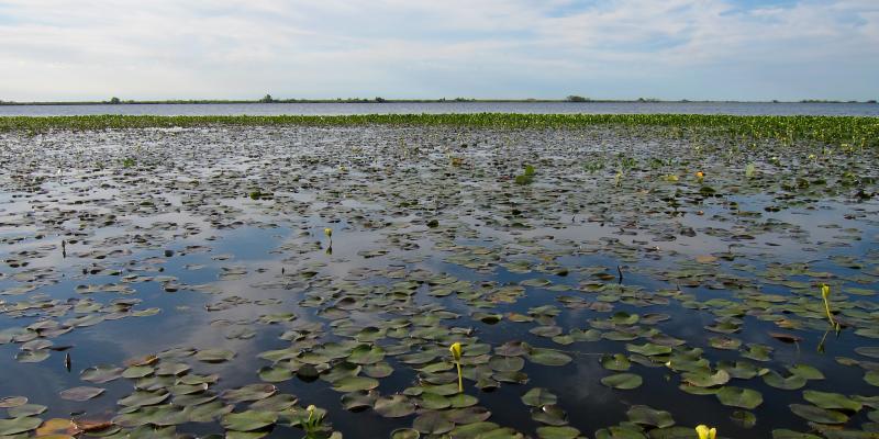 En Argentina, el último proyecto de los Tompkins fue la donación de tierras en los Esteros del Iberá. Crédito: Miguel Vieira/Creative Commons.