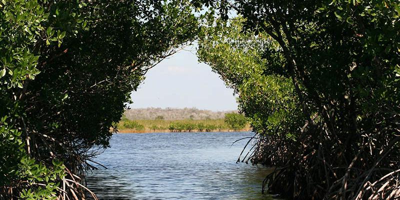 Los manglares albergan y brindan alimento a una gran variedad de animales. Viendo a través del pabellón de un manglar-